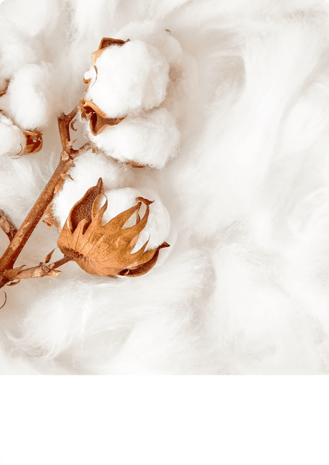 Organic Cotton
